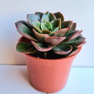 Suculenta Echeveria Salsa Verde