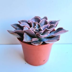 Suculenta Echeveria Leopoldina