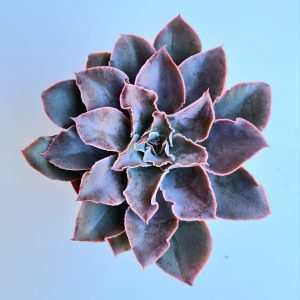 Suculenta Echeveria Leopoldina