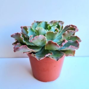 Suculenta Echeveria Dorothy Espanha
