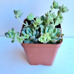 Suculenta Echeveria Prolífica