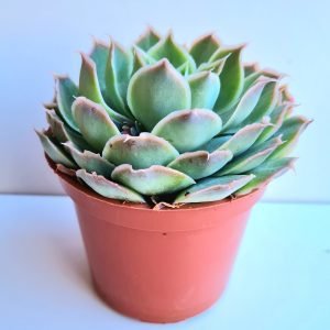 Suculenta Echeveria Laguna Sanchez