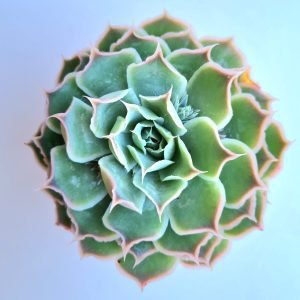 Suculenta Echeveria Laguna Sanchez