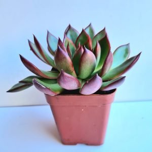 Suculenta Agavoides Prolifica