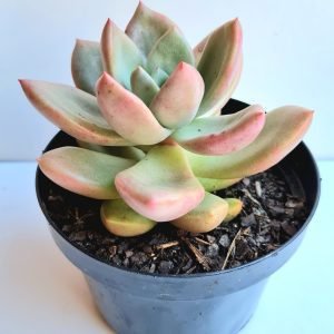 Suculenta Echeveria Avocado Cream