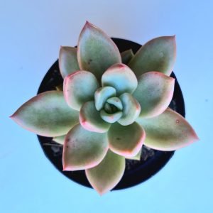 Suculenta Echeveria Avocado Cream