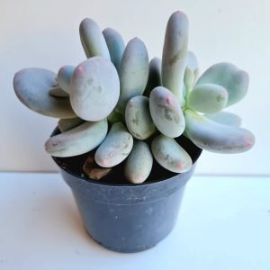 Suculenta Pachyphytum Blue Haze