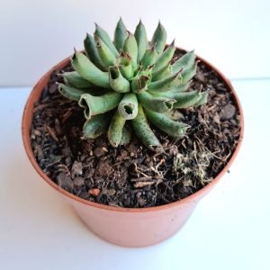 Suculenta Sempervivum Oddity