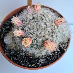 Cacto Mammillaria bocasana