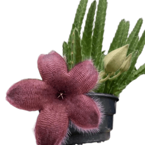 Suculenta Stapelia Hirsuta – Cacto estrela