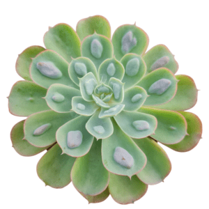 Suculenta Echeveria Raindrops