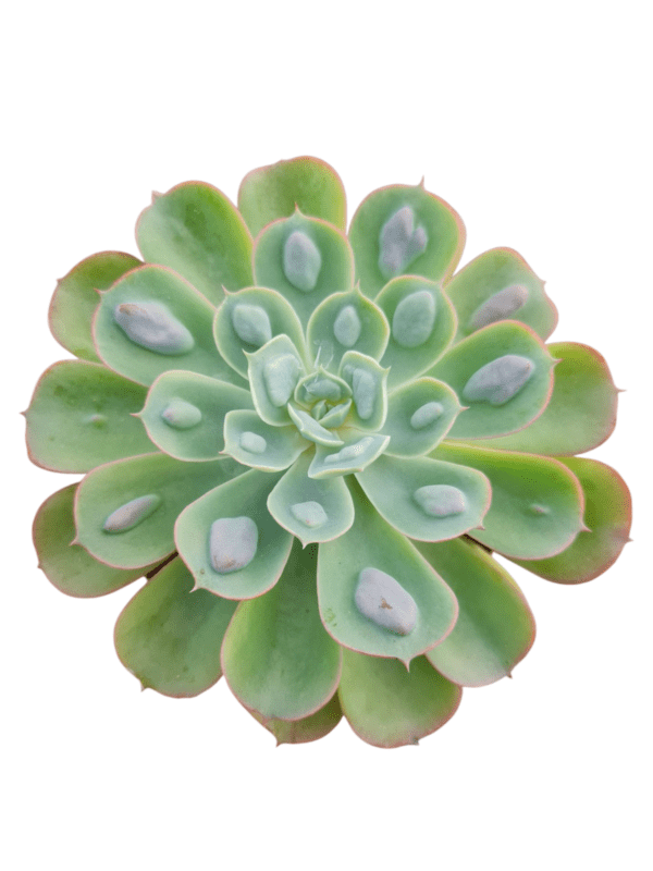 Suculenta Echeveria Raindrops