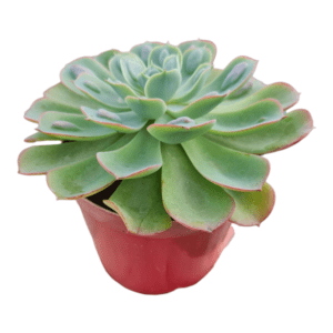 Suculenta Echeveria Raindrops