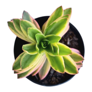 Suculenta Crassula Capitella Variegata