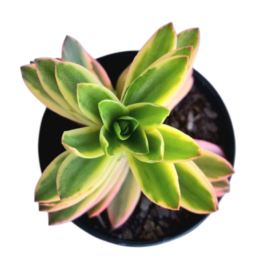 Suculenta Crassula Capitella Variegata 3 Suculenta Crassula Capitella Variegata