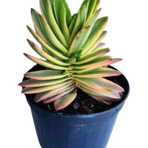 Suculenta Crassula Capitella Variegata