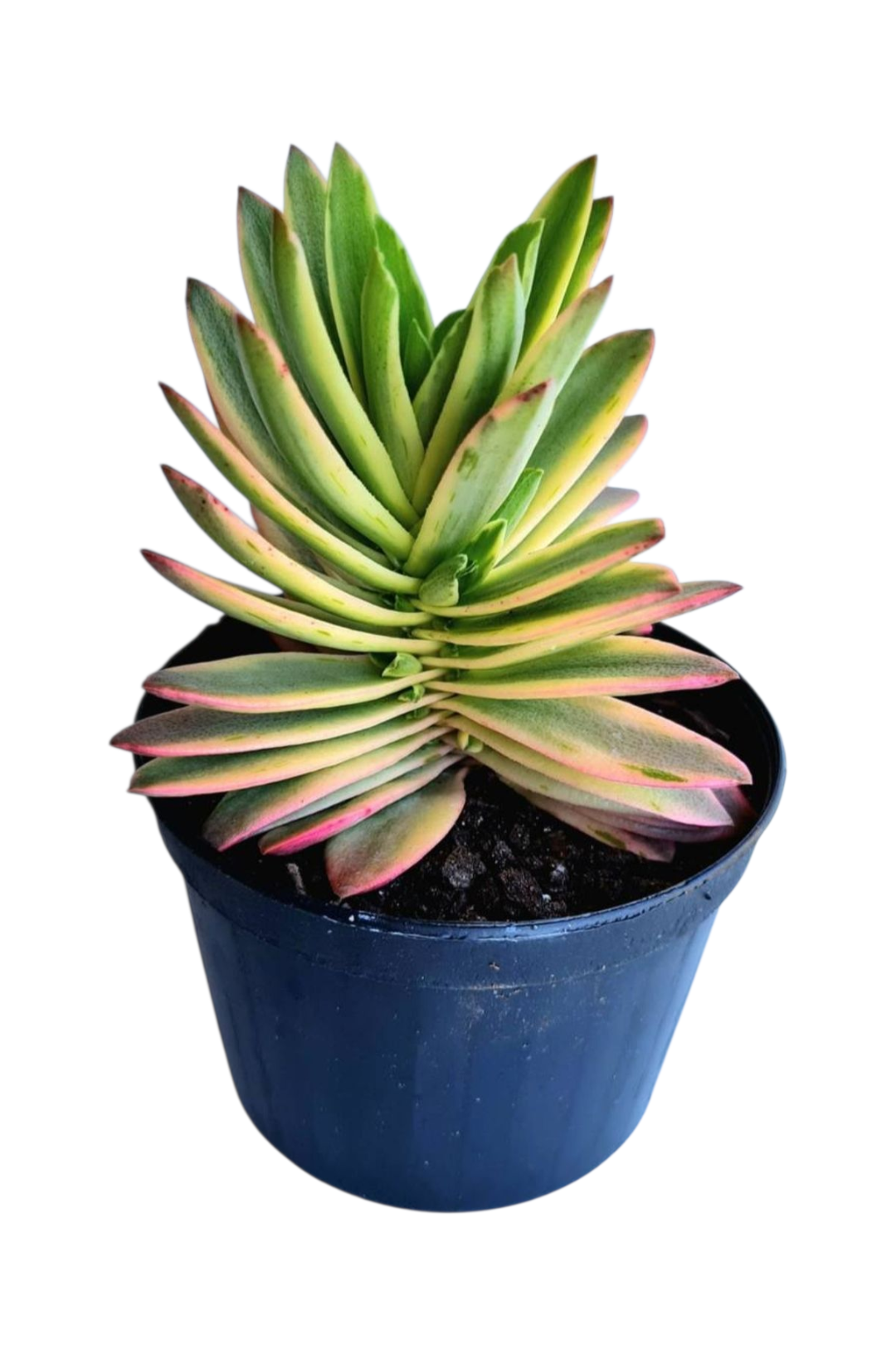 Suculenta Crassula Capitella Variegata 4 Suculenta Crassula Capitella Variegata - Imagem 2