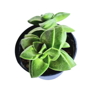 Suculenta Crassula Springtime