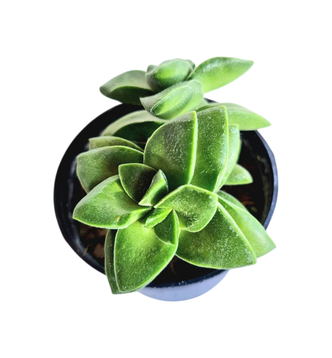 Suculenta Crassula Springtime 1 1000830784