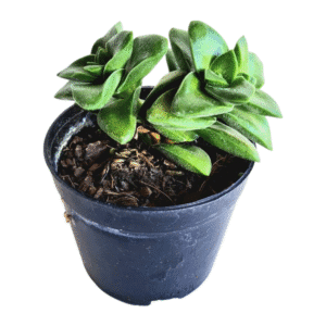Suculenta Crassula Springtime