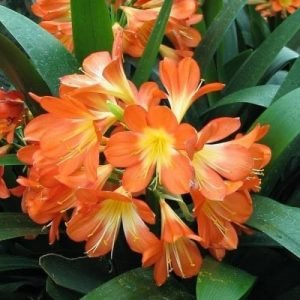 Clivia Miniata Flores Laranja