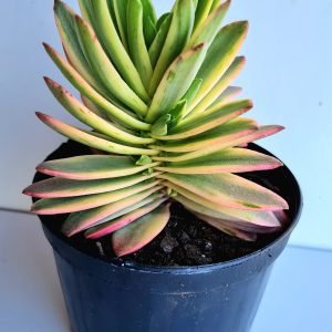 Suculenta Crassula Capitella Variegata