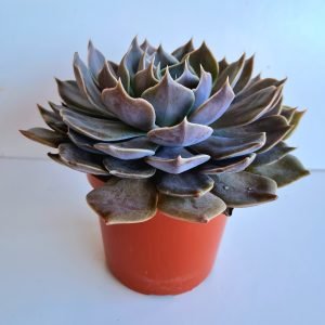 Suculenta Echeveria Linda Jean