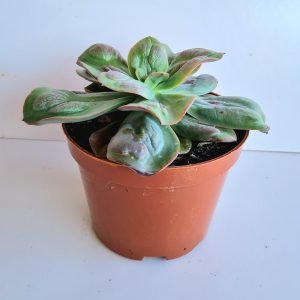 Suculenta Echeveria Baron Bold