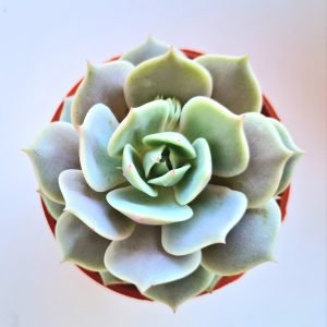 Suculenta Echeveria Lola