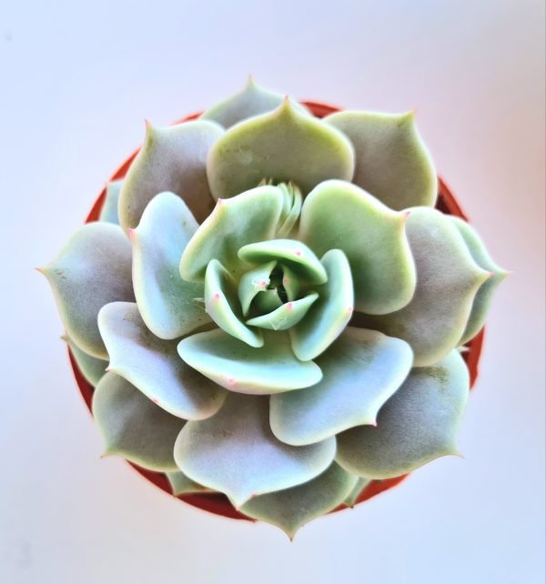 Suculenta Echeveria Lola