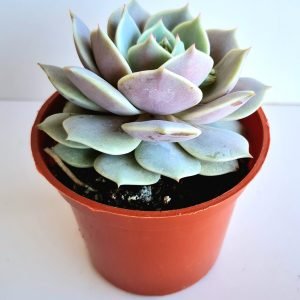 Suculenta Echeveria Lola
