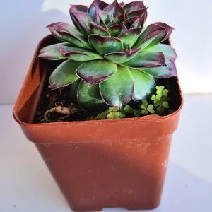 Suculenta Sempervivum Mahogany