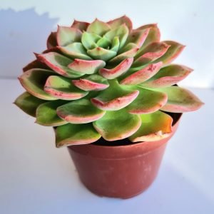 Suculenta Echeveria Nobile