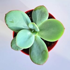 Suculenta Echeveria Gila