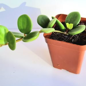 Suculenta Peperomia Hope