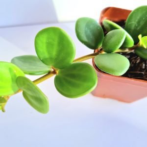 Suculenta Peperomia Hope