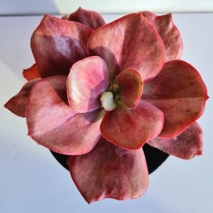 Suculenta Echeveria Diamond State
