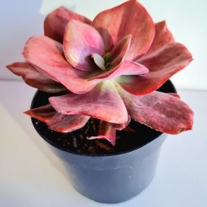 Suculenta Echeveria Diamond State