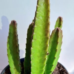 Suculenta Stapelia Hirsuta (Flor Vinho)