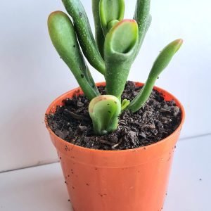 Suculenta Crassula Hobbit