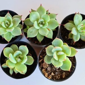 kit 5 Suculentas Echeveria Beatrice pote 6