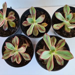 kit 5 Suculentas Echeveria Nodulosa Pote 6