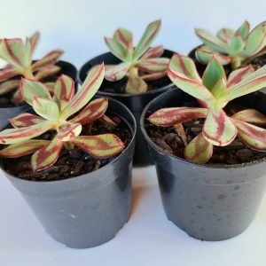 kit 5 Suculentas Echeveria Nodulosa Pote 6