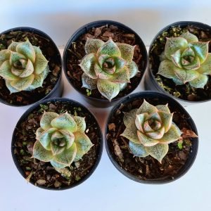 Kit 5 Suculentas Echeverias Dionysos Pote 6