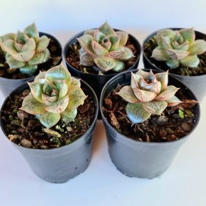 Kit 5 Suculentas Echeverias Dionysos Pote 6