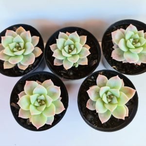 Kit 5 Suculentas Echeverias Milky Wey Pote 6