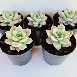 Kit 5 Suculentas Echeverias Milky Wey Pote 6