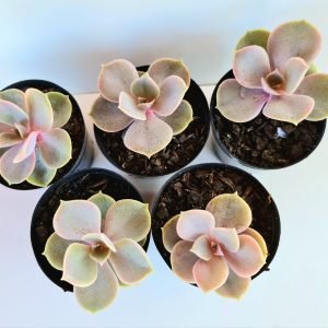 Kit 5 Suculentas Echeverias Perle Pote 6