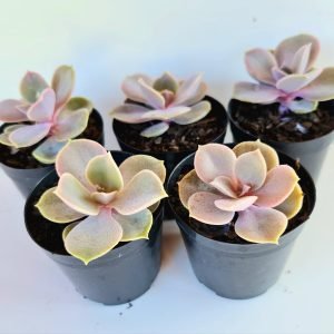 Kit 5 Suculentas Echeverias Perle Pote 6