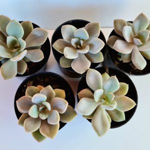 Kit 5 Suculentas Echeverias Debbie Pote 6